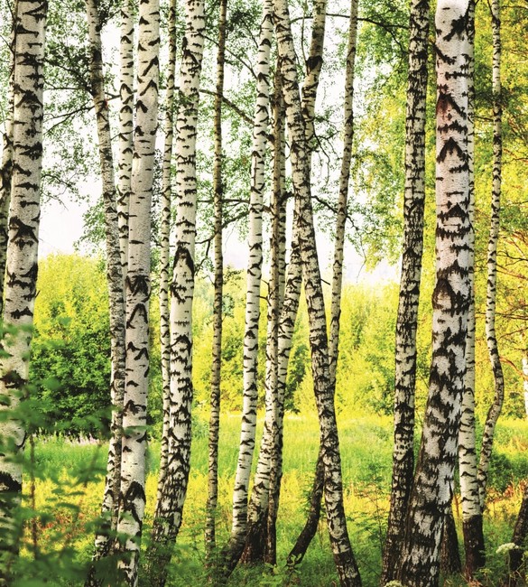 Fototapeet Birch forest MS3-0094