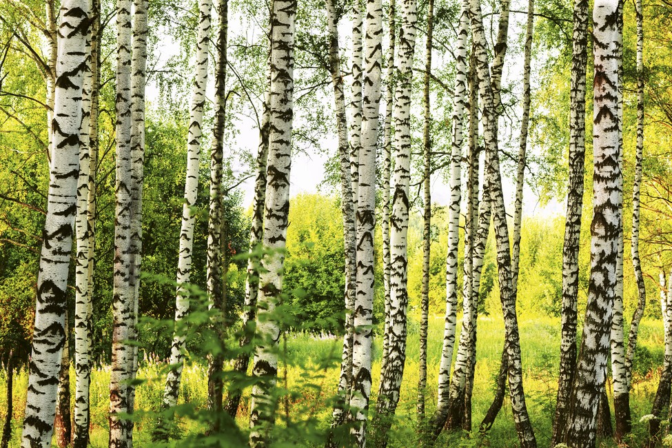 Fototapeet Birch forest MS5-0094