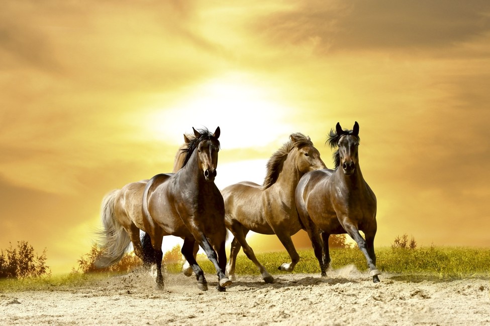 Fototapeet Horses in sunset MS5-0227
