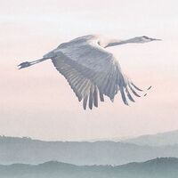 Fototapeet Mystic Cranes INX8-083