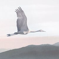 Fototapeet Mystic Cranes INX8-083