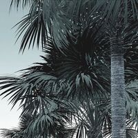 Fototapeet Guanabara INX8-041