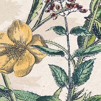 Фотообои Flowering Herbs X4-1011