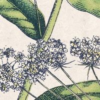 Фотообои Flowering Herbs X4-1011