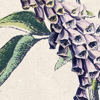 Фотообои Flowering Herbs X4-1011