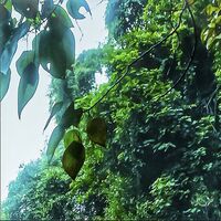 Fototapeet Rainforest X4-1024