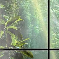 Fototapeet Rainforest X4-1024