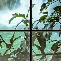 Fototapeet Rainforest X4-1024