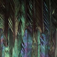 Fototapeet Dark Wings X4-1081