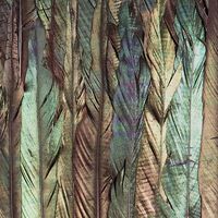 Fototapeet Dark Wings X4-1081