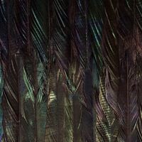 Fototapeet Dark Wings X4-1081