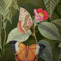 Fototapeet Wildlife Birds X4-1100