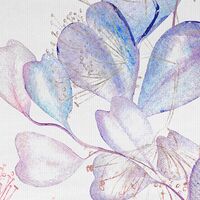 Fototapeet Eucalyptus X5-1082