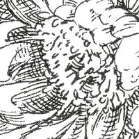 Fototapeet Flowerbed X6-1036