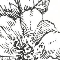 Fototapeet Flowerbed X6-1036