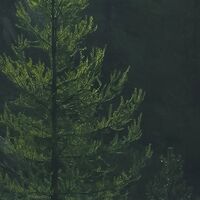 Fototapeet Misty Crowns X7-1003