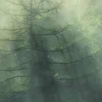 Fototapeet Misty Crowns X7-1003