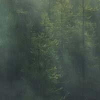 Fototapeet Misty Crowns X7-1003