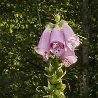 Fototapeet Summer Glade X7-1005