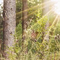 Fototapeet Summer Glade X7-1005