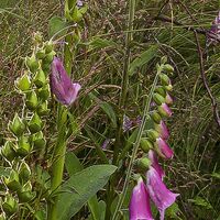 Fototapeet Summer Glade X7-1005