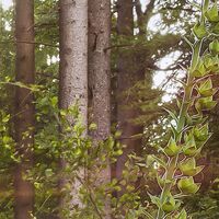 Fototapeet Summer Glade X7-1005