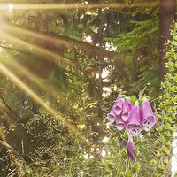 Fototapeet Summer Glade X7-1005