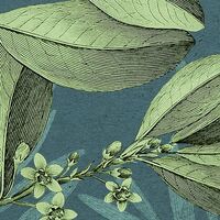 Fototapeet Jacinta X7-1039