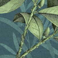 Fototapeet Jacinta X7-1039