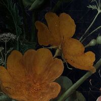 Fototapeet Amsterdam Flowers X7-1044