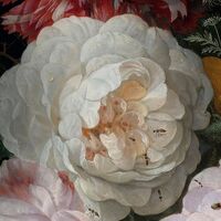 Fototapeet Amsterdam Flowers X7-1044