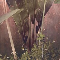 Fototapeet Rainforest Mist X7-1079