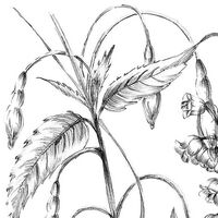 Фотообои Butterfly Field X8-1085