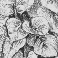 Fototapeet Léopards LJX7-041