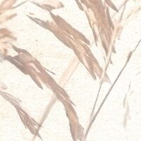 Fototapeet Dune Grass LJX8-063