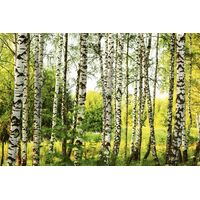 Fototapeet Summer Birch Forest, 375×250 cm