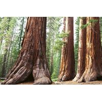 Fototapeet Sequoia National Park, 375×250 cm