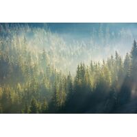 Фотообои Spruce Forest At Sunrise, 375×250 cm