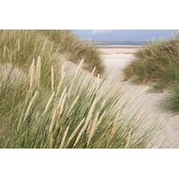 Fototapeet Sand Dune Path, 375×250 cm