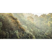 Fototapeet Komar SHX10-206 - Madagascar Jungle