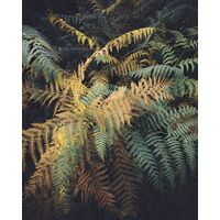 Fototapeet Komar SHX4-224 - Misty Forest Elegance