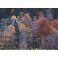 Fototapeet Komar SHX7-170 - A Billion Dots
