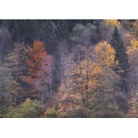 Fototapeet Komar SHX7-171 - A Million Dots