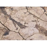 Fototapeet Komar SHX7-181 - African Wall