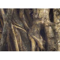 Fototapeet Komar SHX7-183 - African Wall