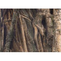 Fototapeet Komar SHX7-184 - African Wall