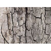 Fototapeet Komar SHX7-185 - African Wall