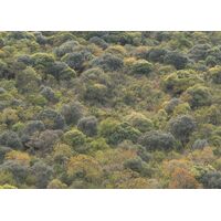 Fototapeet Komar SHX7-188 - African Wall