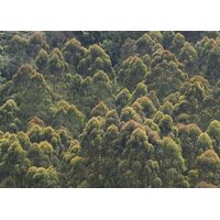 Фотообои Komar SHX7-189 - African Wall