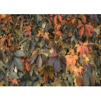 Фотообои Komar SHX7-191 - Autumn Foliage